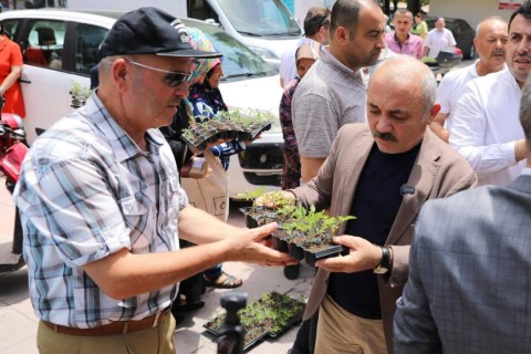 Ata Tohumlarından Çoğaltılan Fideler Vatandaşa Dağıtıldı