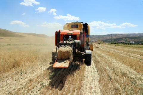 Belediyenin Buğday Hasadında Verim Arttı