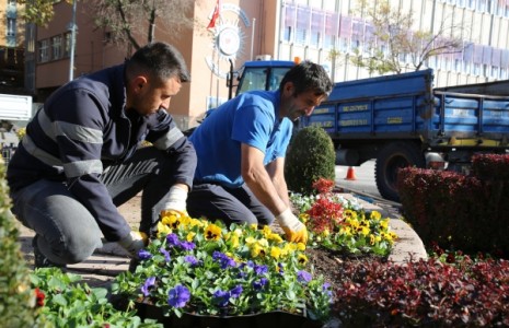 Belediyenin 50 Bin Adet Menekşe Dikim Çalışmaları Tören Alanından Başladı