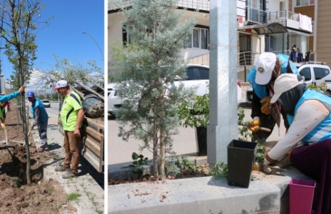 Çankırı’ya Son Bir Ayda Yaklaşık 40 Bin Adet Bitki Dikildi