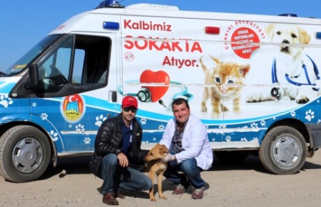 Ölüme Terk Edilen Köpek Sıcak Bir Yuvaya Kavuştu