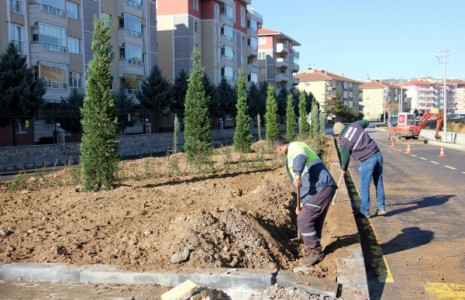 Çankırı Milli Ağaçlarla Güzelleşecek