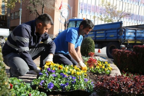 Belediyenin 50 Bin Adet Menekşe Dikim Çalışmaları Tören Alanından Başladı