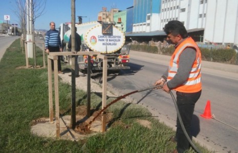 Çankırı’daki Ağaçlar Güçlendiriliyor