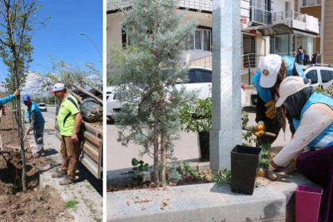 Çankırı’ya Son Bir Ayda Yaklaşık 40 Bin Adet Bitki Dikildi