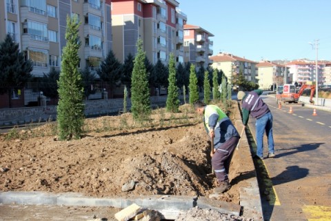 Çankırı Milli Ağaçlarla Güzelleşecek