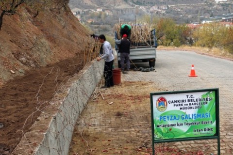 Sarmaşıklar Şehrin Boş Duvarlarını Süsleyecek