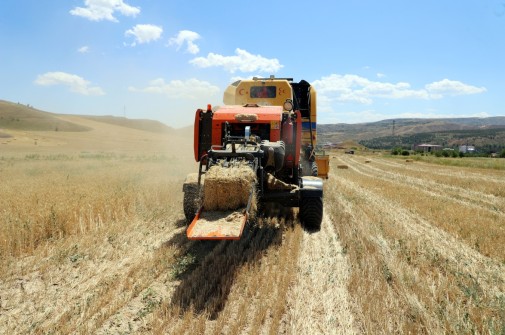 Belediyenin Buğday Hasadında Verim Arttı