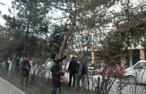 Çankırı Sokaklarındaki Ağaçlar Budanıyor