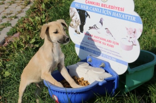 Çankırı’da Sokak Hayvanlarına Müjdeli Haber Başkan Dinç’ten