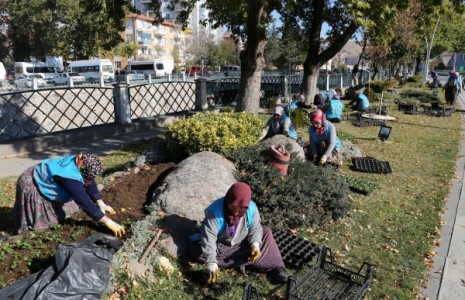 Çankırı Belediyesi 220 Bin Adet Menekşe Dikti