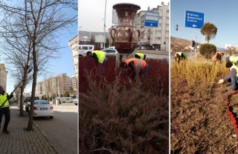 Çankırı Belediyesi Budama Çalışmalarına Devam Ediyor