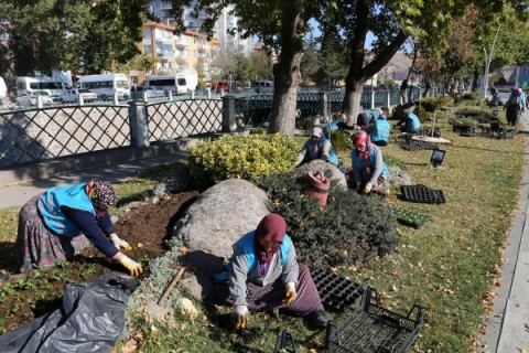 Çankırı Belediyesi 220 Bin Adet Menekşe Dikti