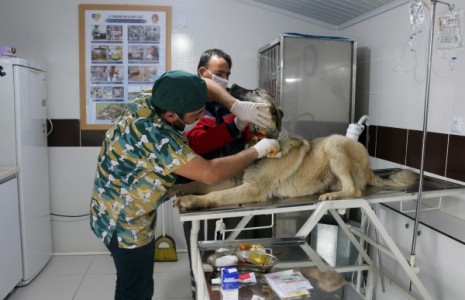 Boynu Kesilen Köpeğe Çankırı Belediyesi Sahip Çıktı