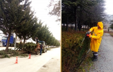 Çankırı’da Çalı Grubu Bitkilere Mevsimsel Güçlendirme