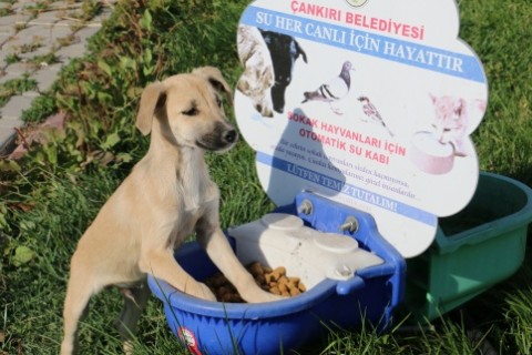 Çankırı’da Sokak Hayvanlarına Müjdeli Haber Başkan Dinç’ten