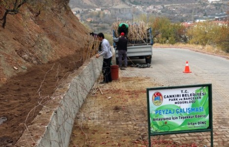 Sarmaşıklar Şehrin Boş Duvarlarını Süsleyecek