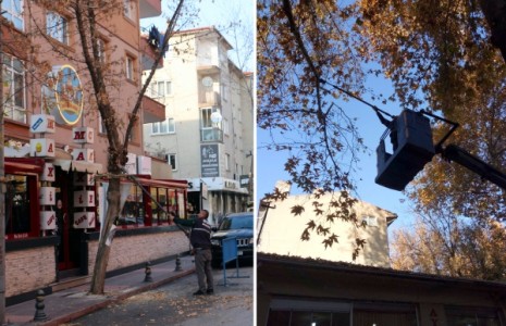 Çankırı Belediyesi’nden Ağaçlara Kışlık Bakım