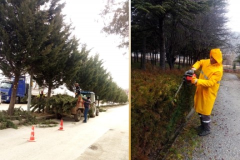 Çankırı’da Çalı Grubu Bitkilere Mevsimsel Güçlendirme