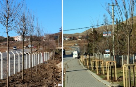 Sanayi Giriş Yoluna Akça Ağaçlar Dikildi