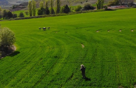 Belediyenin Buğday Tarlası Drone Yardımı ile Gübrelendi