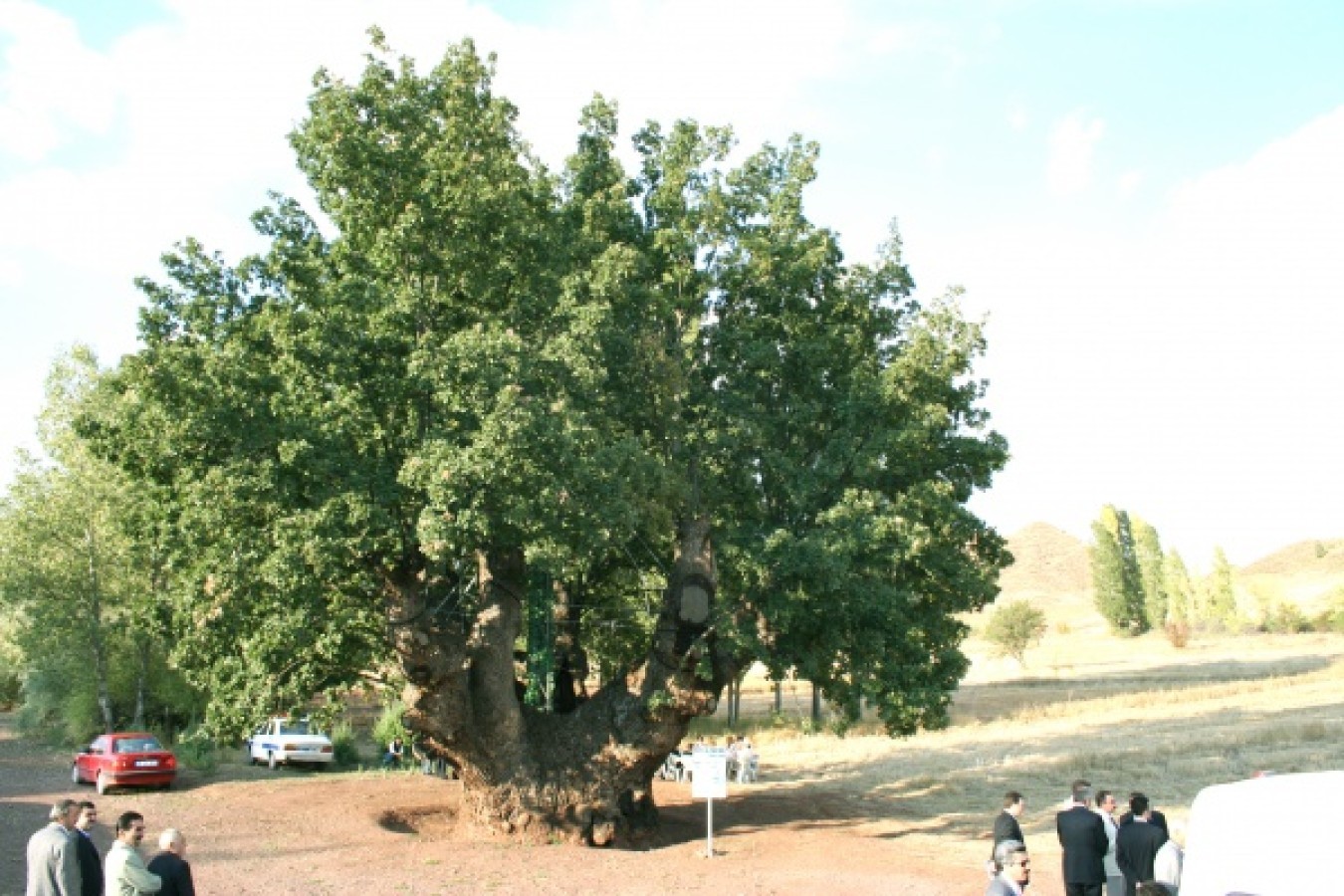 TARİHİ KOCA MEŞE